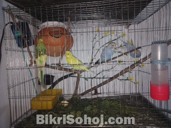 বাজারিগার